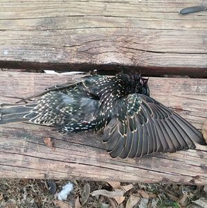 Meet your Posher, Floyd